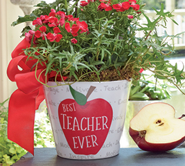 All Teacher