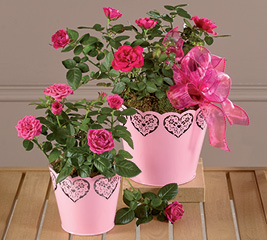 Vases + Containers