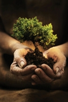 planting trees